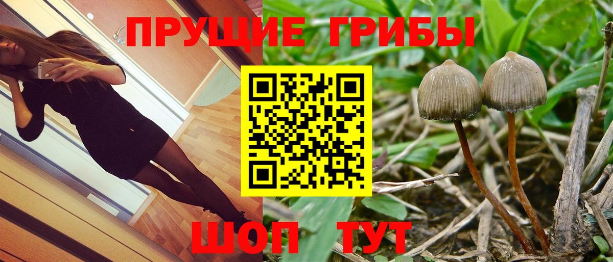 Псилоцибиновые грибы Cubensis  Вход с VPN  Котовск 