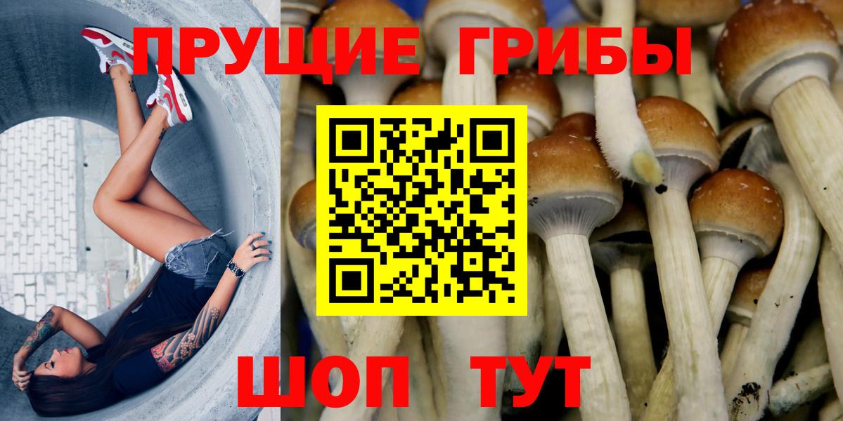 Псилоцибиновые грибы Cubensis Котовск